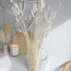 Beautiful bunch of dried lagurus (bunny tails) - Image 4