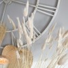 Beautiful bunch of dried lagurus (bunny tails) - Image 3