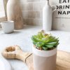 Succulent in little beige pot - Image 3