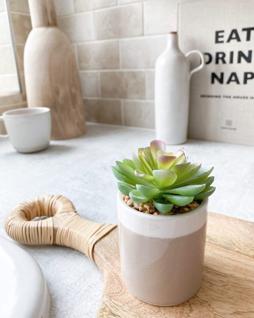 Succulent in little beige pot - Image 3