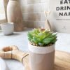 Succulent in little beige pot