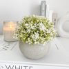 Small concrete pot with grey and white foliage