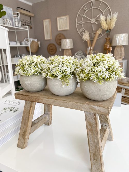 Small concrete pot with grey and white foliage - Image 3