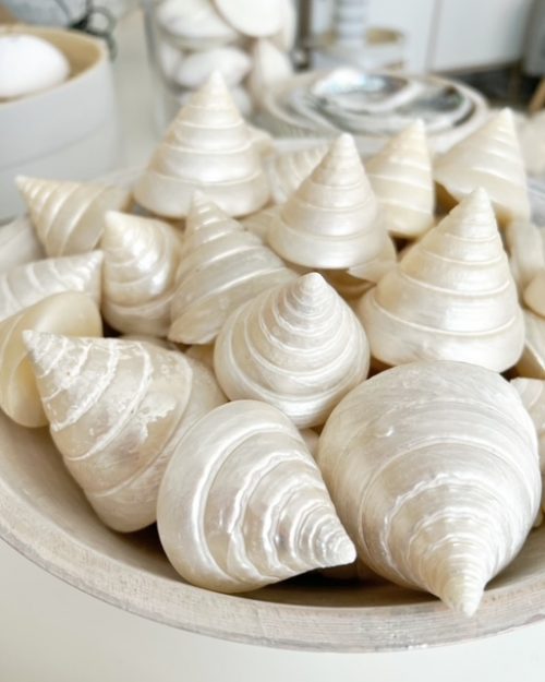 Beautiful pearlised shell - Image 4