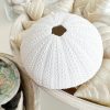 White decorative sea urchin - Image 2