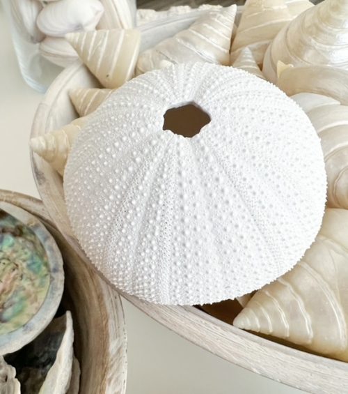 White decorative sea urchin - Image 2