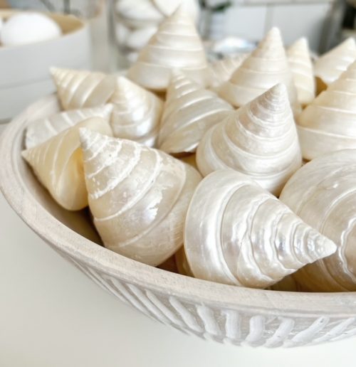 Beautiful pearlised shell