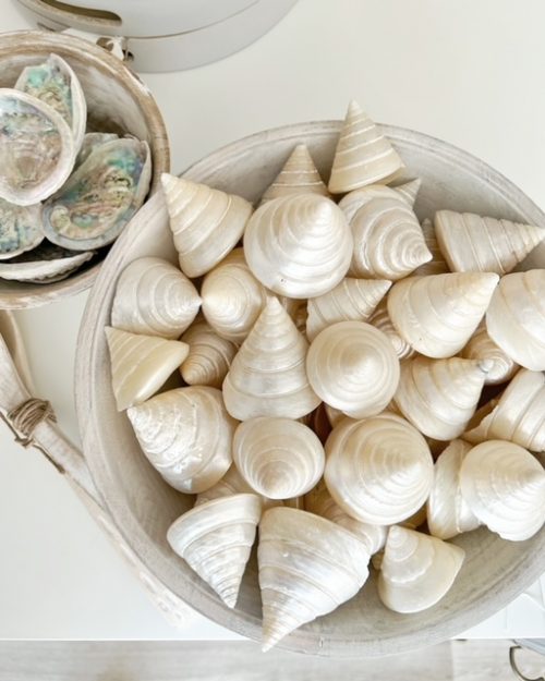 Beautiful pearlised shell - Image 3