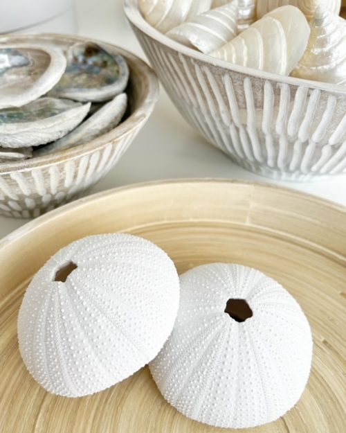 White decorative sea urchin - Image 3
