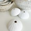 White decorative sea urchin