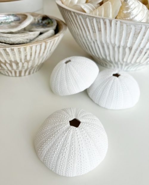 White decorative sea urchin