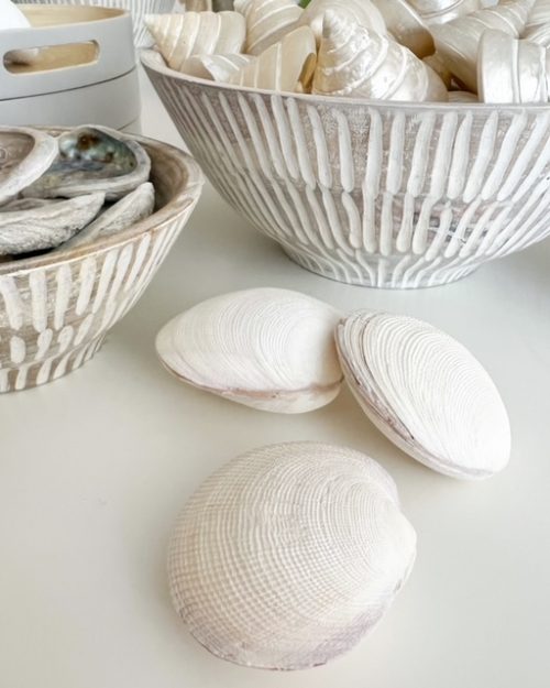 Large white mussel shell