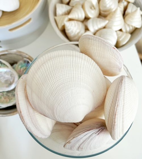 Large white mussel shell - Image 2