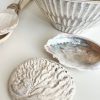 Small pearlised abalone shell - Image 2