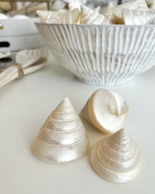 Beautiful pearlised shell - Image 2